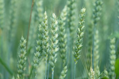 Buğday kulakları, buğday tarlası. Tarım, ekme zamanı, hasat zamanı. Seçici odaklanma. Yatay resim.