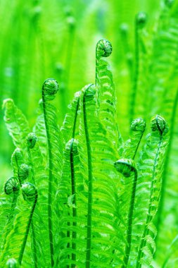 Eğreltiotu yaprağını kapat. Bulanık arka planda doğal eğrelti otları. Eğreltiotu yaprakları yakın. Ormandaki eğreltiotu bitkileri. Tasarım için alanı kopyala. Dikey resim.