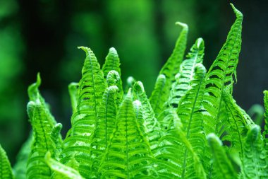 Eğrelti otu. Bulanık arka planda doğal eğrelti otları. Eğreltiotu yaprakları yakın. Ormandaki eğreltiotu bitkileri. 