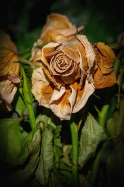 Ölümün sembolü olarak kurumuş gül başını kapat. Dikey resim.