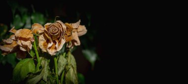 Ölümün sembolü olarak kurumuş gül başı. Metin veya tasarım için boşluk kopyala.