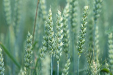 Buğday kulakları, buğday tarlası. Tarım, ekme zamanı, hasat zamanı. Seçici odak.