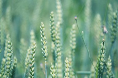 Buğday kulakları, buğday tarlası. Tarım, ekme zamanı, hasat süresi. 
