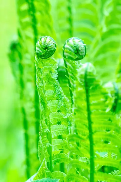 Eğreltiotu yaprağını kapat. Bulanık arka planda doğal eğrelti otları. Eğreltiotu yaprakları yakın. Ormandaki eğreltiotu bitkileri. Dikey resim.