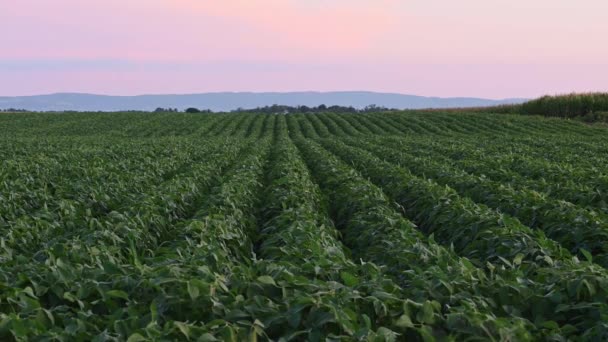 晨光下的大豆田和大豆植物 大豆作物农业 晨雾日出 — 图库视频影像