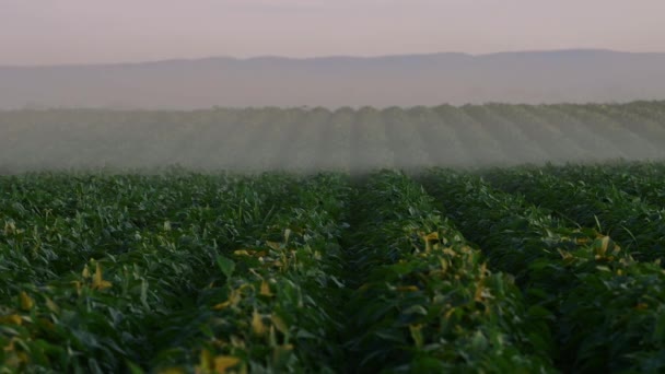 Sojafeld Und Sojapflanzen Morgenlicht Sojaanbau Nebliger Sonnenaufgang Morgen — Stockvideo
