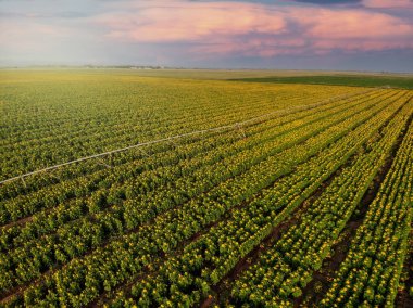 Kırsaldaki büyük altın ayçiçeği tarlasının üzerinde güzel bir günbatımı.