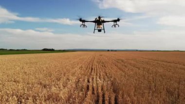Tarım alanında modern teknolojiler. Endüstriyel İHA yeşil bir alanda uçar ve üretkenliği arttırmak için böcek ilacı sıkar ve zararlı böcekleri yok eder. Çiftçilik teknolojileri. 4K Video.