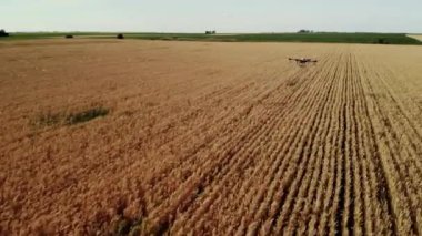 Tarım alanında modern teknolojiler. Endüstriyel İHA yeşil bir alanda uçar ve üretkenliği arttırmak için böcek ilacı sıkar ve zararlı böcekleri yok eder. Çiftçilik teknolojileri. 4K Video.