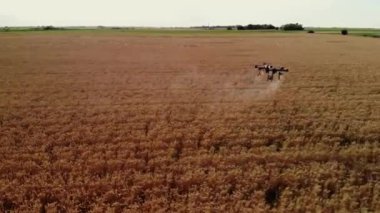 Tarım alanında modern teknolojiler. Endüstriyel İHA yeşil bir alanda uçar ve üretkenliği arttırmak için böcek ilacı sıkar ve zararlı böcekleri yok eder. Çiftçilik teknolojileri. 4K Video.