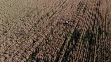 Tarım alanında modern teknolojiler. Endüstriyel İHA yeşil bir alanda uçar ve üretkenliği arttırmak için böcek ilacı sıkar ve zararlı böcekleri yok eder. Çiftçilik teknolojileri. 4K Video.