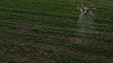Tarım alanında modern teknolojiler. Endüstriyel İHA yeşil bir alanda uçar ve üretkenliği arttırmak için böcek ilacı sıkar ve zararlı böcekleri yok eder. Çiftçilik teknolojileri. 4K Video.