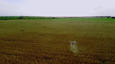 Tarım alanında modern teknolojiler. Endüstriyel İHA yeşil bir alanda uçar ve üretkenliği arttırmak için böcek ilacı sıkar ve zararlı böcekleri yok eder. Çiftçilik teknolojileri. 4K Video.