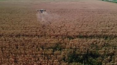 Tarım alanında modern teknolojiler. Endüstriyel İHA yeşil bir alanda uçar ve üretkenliği arttırmak için böcek ilacı sıkar ve zararlı böcekleri yok eder. Çiftçilik teknolojileri. 4K Video.
