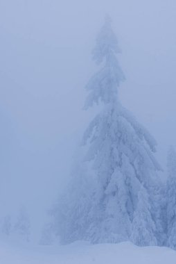 Soğuk kış manzarası, kırsal bölgedeki ağaç dallarında yoğun kar. Kış Noel arkaplanı.