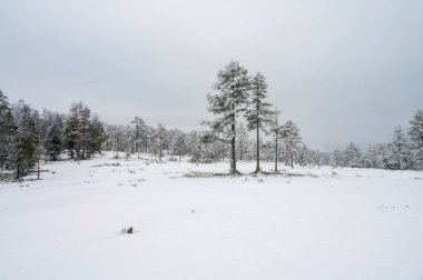 Karlı çam ağaçları olan minimalist kış manzarası. Mutlu Noeller ve mutlu yıllar tebrik kartı yatay şablon, boş alan.