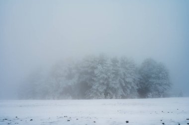 Karlı çam ağaçları olan minimalist kış manzarası. Mutlu Noeller ve mutlu yıllar tebrik kartı yatay şablon, boş alan.