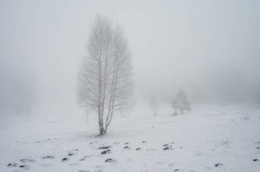 Karlı Kış Manzarasında Yalnız Ağaç, Soğuk Dağ Kartpostal Arkaplanı