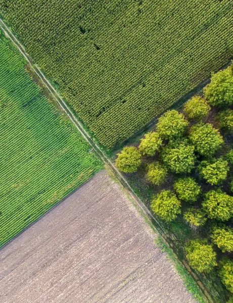 Tarım Alanlarının havadan aşağı görüntüsü, farklı kolorduların Doğal Mazze 'si, mısır, soya, buğday ve meyve bahçesi, Voyvodina, Sırbistan