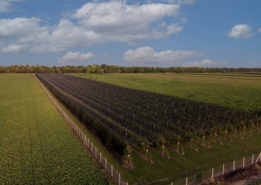 Meyve bahçesinin üstündeki hava manzarası, tarladaki elma ağaçlarının üst sıralarında güvenlik ve yaz mevsiminde koruyucu ağ..