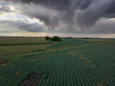 Akşamları, Soya bitkilerinin yeşil ve yemyeşil tarlaları üzerinde dramatik bir gökyüzü eşliğinde havadan uçuş. Voyvodina, Sırbistan, Avrupa.