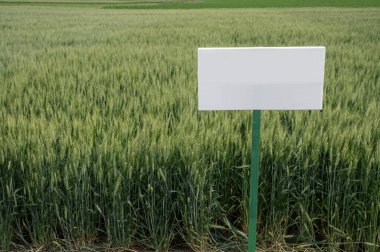 Buğday tarlasında boş beyaz tahta, tarım tarlalarında güneşli bahar gününde çeşitli etiketler