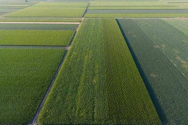 Soya fasulyesi ve mısır tarlaları günbatımında sıralı soya fasulyesi ve mısır bitkileri, tarım arka planı