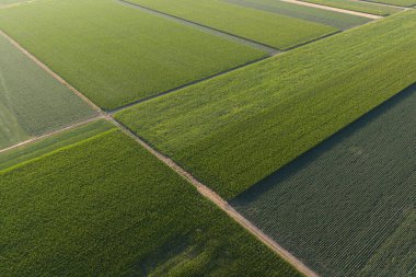 Soya fasulyesi ve mısır tarlaları günbatımında sıralı soya fasulyesi ve mısır bitkileri, tarım arka planı