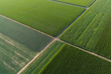 Soya fasulyesi ve mısır tarlaları günbatımında sıralı soya fasulyesi ve mısır bitkileri, tarım arka planı