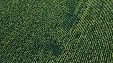 Yaz günbatımında mısır yeşili tarlalar, Tarım Havacılığı 4k Videosu