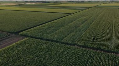 Yaz günbatımında mısır yeşili tarlalar, Tarım Havacılığı 4k Videosu