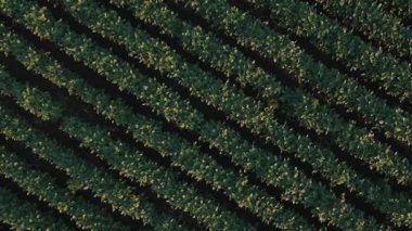 Yaz günbatımında tepeden aşağı soya tarlaları, Tarım Havacılığı 4k Video