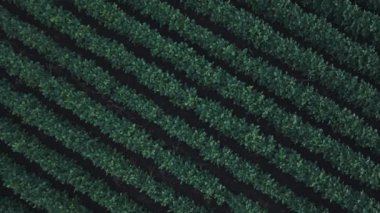 Soya tarlaları yaz günbatımında, Tarım Havacılığı 4k Videosu