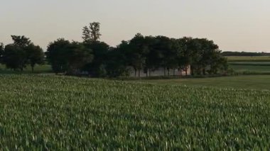 Aerial flight over Green and lush Agricultural fields of soy on sunset. Vojvodina, Serbia, Europe.