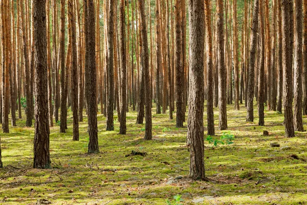 Paisaje Forestal Bosque Soleado Coníferas Con Pinos Musgo Fondo Forestal Imagen de stock
