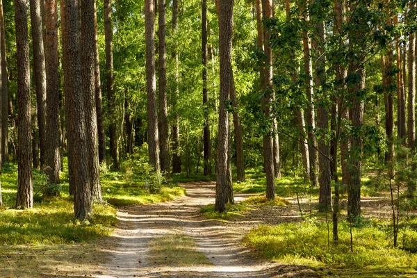 Lesní Krajina Jehličnatý Sluneční Les Borovicemi Pěšinou Lesní Pozadí Přírodní Royalty Free Stock Obrázky