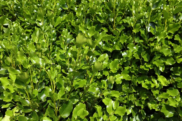 stock image Close-up of Griselinia hedge leaves