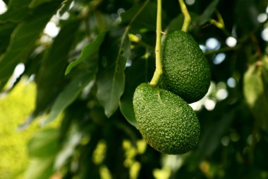 Ağaç dalında yeşil haç avokadoları