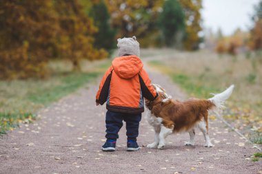 Cavalier Kralı Charles Spaniel 'in köpeğiyle sonbahar parkında yürüyen küçük çocuk.