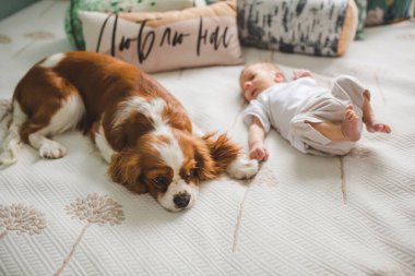 Yeni doğmuş erkek bebek, sadece iki haftalık, köpek şövalyesi Kral Charles Spaniel ile yatakta yatıyor. 