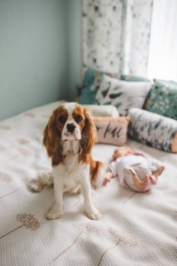 Yeni doğmuş erkek bebek, sadece iki haftalık, köpek şövalyesi Kral Charles Spaniel ile yatakta yatıyor. 