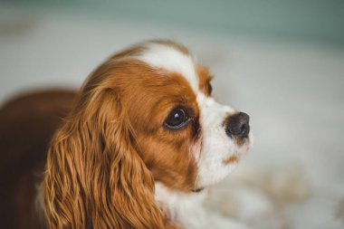 Şövalye Kral Charles Spaniel 'in yakın plan portresi kendine özgü yumuşak kürkünü, uzun kulaklarını ve anlamlı gözlerini sergiliyor. Görüntü, bu sevimli köpeğin güzelliğini ve zarafetini gözler önüne seriyor..