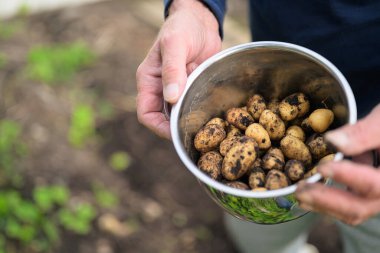 Freshly dug potatoes in a metal bucket in the hands of a farmer