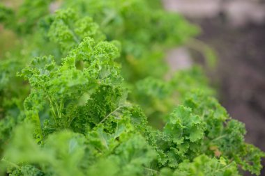 Sebze bahçesinde taze yeşil kıvırcık lahana yaprakları. Seçici odak yatay çekim.