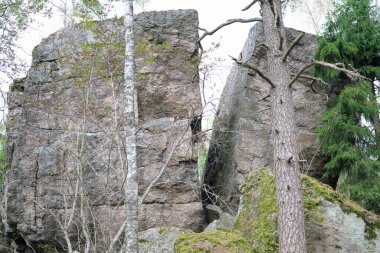 Kuzey Avrupa ormanlarında kaya oluşumu