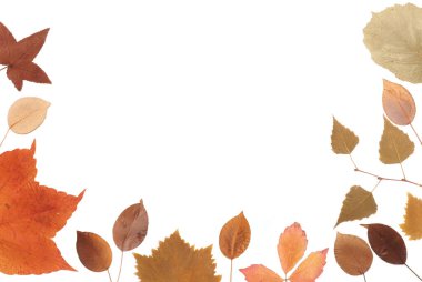 Kurumuş sonbahar yaprakları beyaz arka planda, mevsimsel konsept