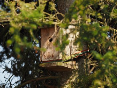 Old bird house or incubator for great tits on a Korean fir tree, environmental protection and nature conservation, preserving biodiversity, wildlife in the garden clipart