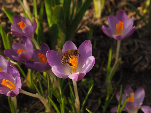 Медовая Пчела Красивом Крокусе Солнечный Весенний День — стоковое фото