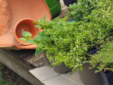 Taze organik otlar ve bahçe aletleri ahşap terasta, kentsel bahçıvanlık, kişisel kaynaklar, sağlıklı yiyecekler, kaynakların korunması.