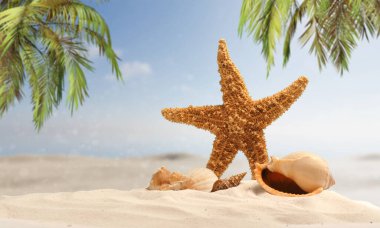 Kumsalda deniz yıldızı ve deniz kabuğu bulanık arka plan, tatil ya da seyahat arkaplanı, tropikal plaj arkaplanı